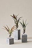EVRGREEN | Luftpflanzen Set Deko Beton anthrazit | Dekoration für Badezimmer