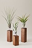 EVRGREEN | Luftpflanzen Set Tischdeko Design auf Nussbaum-Holz | Tillandsien Deko
