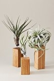 EVRGREEN | Luftpflanzen Set Tischdeko rustikal auf Eichen-Holz | Tillandsien Deko für Wohnzimmer & Esszimmer