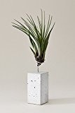 EVRGREEN | Luftpflanzen Tischdeko Beton grau | Dekoration für drinnen & im Garten | Tillandsia melanocrater tricolor