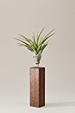 EVRGREEN | Luftpflanzen Tischdeko Design auf Nussbaum-Holz | Tillandsien Deko | Tillandsia brachycaulos abdita