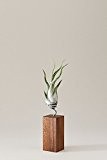 EVRGREEN | Luftpflanzen Tischdeko Design auf Nussbaum-Holz | Tillandsien Deko | Tillandsia caput medusae