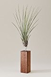 EVRGREEN | Luftpflanzen Tischdeko Design auf Nussbaum-Holz | Tillandsien Deko | Tillandsia juncea