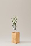 EVRGREEN | Luftpflanzen Tischdeko rustikal auf Eichen-Holz | Tillandsien Deko für Wohnzimmer & Esszimmer | Tillandsia caput medusae