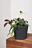 EVRGREEN Schamblume | | Zimmerpflanze in Hydrokultur | im Set inkl. Keramiktopf (anthrazit/schwarz) | aeschynanthus marmoratus
