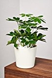 EVRGREEN Strahlenaralie | Schefflera | Zimmerpflanze in Hydrokultur | im Set inkl. Keramiktopf (creme) | Schefflera arboricola
