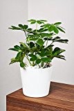 EVRGREEN Strahlenaralie | Schefflera | Zimmerpflanze in Hydrokultur | im Set inkl. Keramiktopf (weiß) | Schefflera arboricola