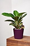 EVRGREEN Wunderstrauch | Kroton | Zimmerpflanze in Hydrokultur | im Set inkl. Keramiktopf (aubergine/violett) | Croton variegatum 'Petra'