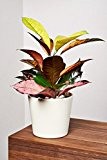 EVRGREEN Wunderstrauch | Kroton | Zimmerpflanze in Hydrokultur | im Set inkl. Keramiktopf (creme) | Croton variegatum 'Iceton'
