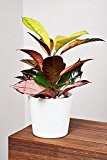EVRGREEN Wunderstrauch | Kroton | Zimmerpflanze in Hydrokultur | im Set inkl. Keramiktopf (weiß) | Croton variegatum 'Iceton'