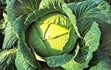 Exhibition Vegetable - Robinsons Champion Giant Cabbage - 30 Seeds
