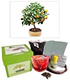 Exklusive Bonsai Anzuchtset (Zitrusbaum)-Pflanzgefäß aus Keramik! Acht Teile - Komplette Set in der Geschenkbox