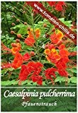 Exoten Samen - 10 Stück - Caesalpinia pulcherrima - Pfauenstrauch, Stolz von Barbados