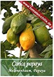 Exoten Samen - 10 Stück - Cairica papaya - Melonenbaum, Papaya