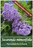 Exoten Samen - 30 Stück - Jacaranda mimosifolia - Palisanderholzbaum