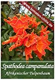 Exoten Samen - 30 Stück - Spathodea campanulata - Afrikanischer Tulpenbaum