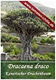 Exoten Samen - 5 Stück - Dracaena draco - Kanarischer Drachenbaum