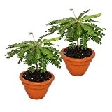 exotenherz 2er Set mit sich bewegenden Pflanzen - Biophytum und Mimosa pudica, grün, 32 x 24.5 x 13.5 cm, 112208022017