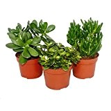 exotenherz 3er Set Crassula - 3 verschiedene Pflanzen im 12 cm Topf, grün, 41 x 24 x 16 cm, 113308022017