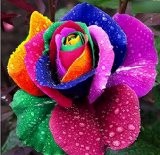 Exotic Plants Rose regenbogenfarbig - 10 Samen