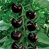 Exotic Plants Tomate Chinese Black Pearl - schokoladenbraune Rispentomaten - 20 Samen