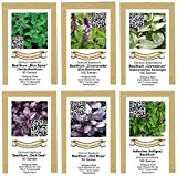 exotic-samen Saatgutsortiment 6 Sorten Basiklikum - insgesamt 450 Samen - einzeln verpackt und beschriftet, grün