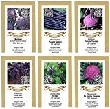 exotic-samen Saatgutsortiment Saatgut Sortiment - lilafarbiges Gemüse - 6 Sorten - 500 Samen, violett