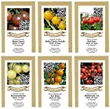 exotic-samen Saatgutsortiment Samensortiment bunter Cherry Tomaten Mix - 6 Sorten a 10 Samen, grün