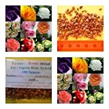 exotische Rosen - verschiedene natürliche Farben - 100 Samen (weiß,pink,gelb,hellgrün,dunkelrot,rosa......) Rosenart : rugosa Rose / Hybrid
