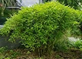 Extrem Bambus Fargesia Winterjoy 1 Pflanze 60-80 cm. hybrid schnellwachsend ohne Rhizome bis - 20 Grad