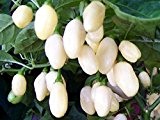 Extrem scharfes, weißes Chili - Habanero weiß - weiss - Habanero white - 10 Samen