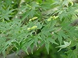 Fächer-Ahorn (Acer palmatum) 20 Samen -Winterhart- *Bonsai geeignet*
