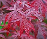 Fächer-Ahorn Samen, Japanische Ahorne 'Red Emperor' 5 Samen (Acer Palmatum)