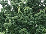 Fächerahorn 'Shishigashira' - Acer palmatum 'Shishigashira' - Pflanze im Topf