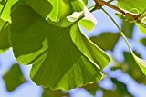 Fächerblattbaum Ginkgo biloba 10 Samen