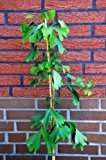 Fächerblattbaum Ginkgo biloba 80 - 100 cm hoch im 5 Liter Pflanzcontainer