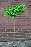 Fächerblattbaum Stämmchen Ginkgo biloba Mariken 80 cm Stammhöhe im 5 Liter Pflanzcontainer