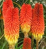 Fackellilie - Kniphofia Crown - Blume - Raketenblume - 25 Samen