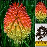 Fackellilie - Kniphofia uvaria - Rakentenblume - Samen - ! (100)