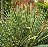 Fädige Palmlilie - Yucca filamentosa 'Variegata' - 60-80cm Topf Ø 25 cm
