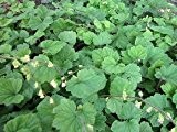 Falsche Alraunwurzel - Tellima grandiflora - Robuster Bodendecker im Schatten