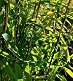 Fargesia gaolinensis - winterharter frostharter Bambus - 15 Samen