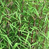 fargesia jiuzhaigou 1 - Jade Bambus (30-40 cm / 1-2 Halme)