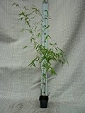 Fargesia jiuzhaigou 1 - Jade Bambus Original ® - verschiedene Größen (40-60cm - Ø 13cm - 1-3 Triebe)