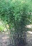 Fargesia jiuzhaigou "Deep Purple"® 80cm+ der Bambus für echte Bambusliebhaber Schwarzer Bambus