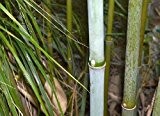 Fargesia papyrifera - winterharter Bambus - 15 Samen