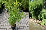 Fargesia robusta Campbell® Robuster Hoher Hecken-Bambus