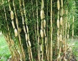 Fargesia robusta Pingwu ca.70cm der Bambus für echte Bambusliebhaber Bambus