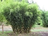 Fargesia robusta Wolong- Chinesischer Bambus - verschiedene Größen (80+cm - 5 Ltr. - 2-4 Triebe)