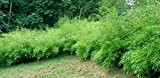 Fargesia Rufa - Chinesischer Bambus - verschiedene Größen (50-70cm - 2ltr. - 4-6 Triebe)